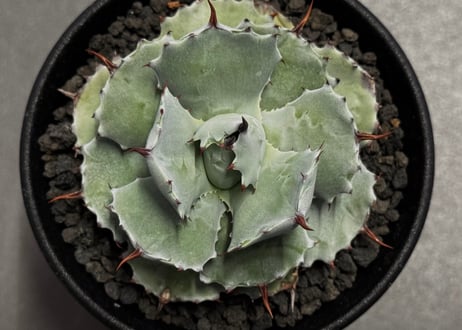 ＜Royal agave産＞アガベ・イシスメンシス （小株）-004｜ agave isthmensis