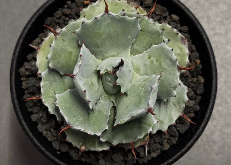 Royal agave産＞アガベ・イシスメンシス （小株）-004｜ agave isthm