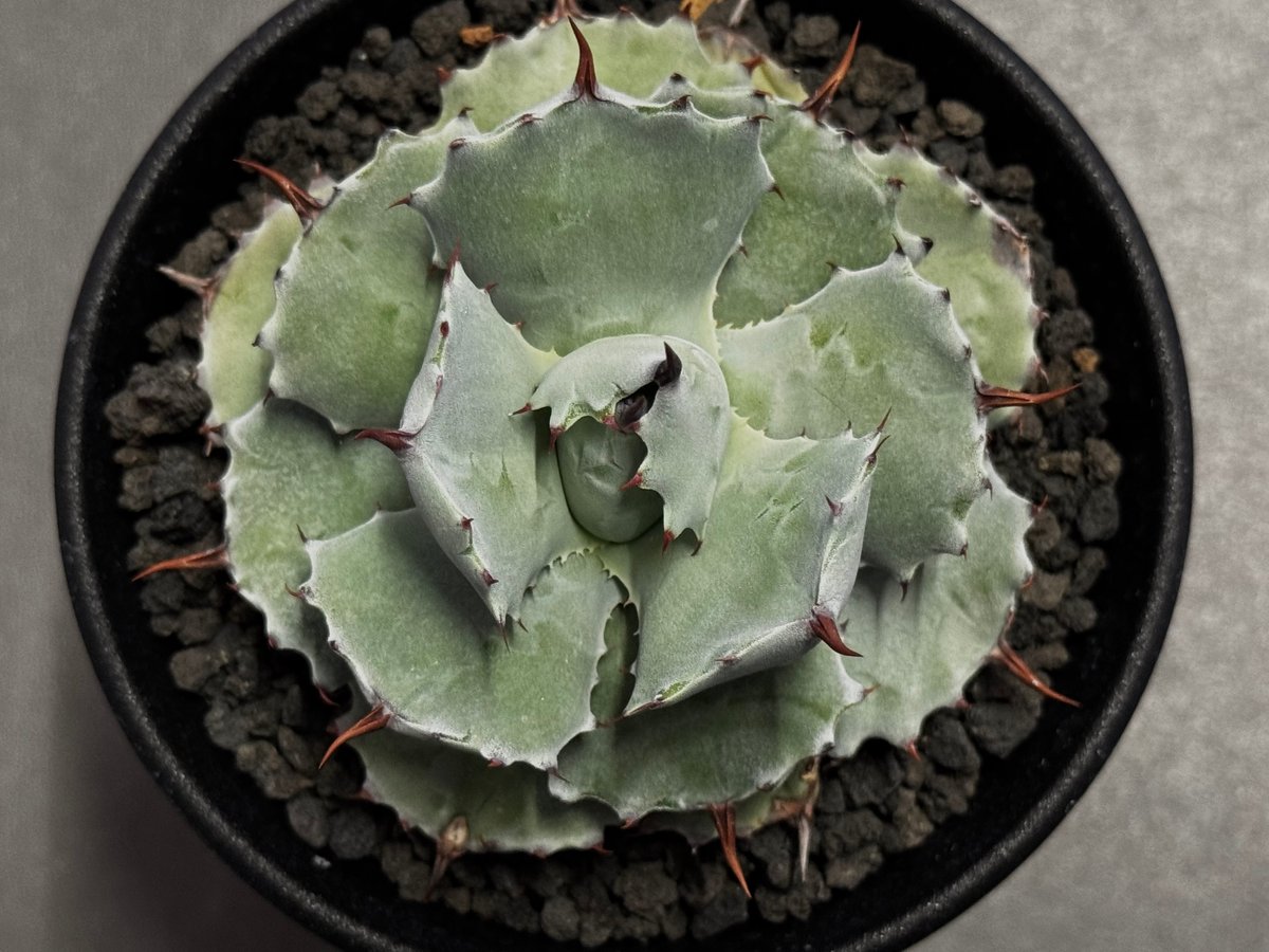 Royal agave産＞アガベ・イシスメンシス （小株）-004｜ agave isthm