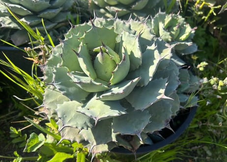 ＜Royal agave産＞アガベ・イシスメンシス （中株）-001｜ agave isthmensis