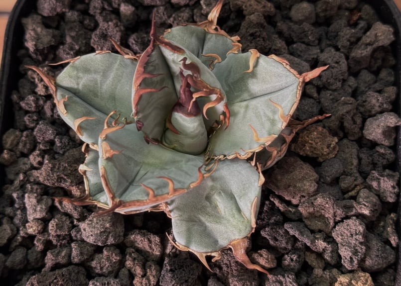 アガベ・チタノタブルー選抜/ナンバーレスβ（芽）-002｜agave