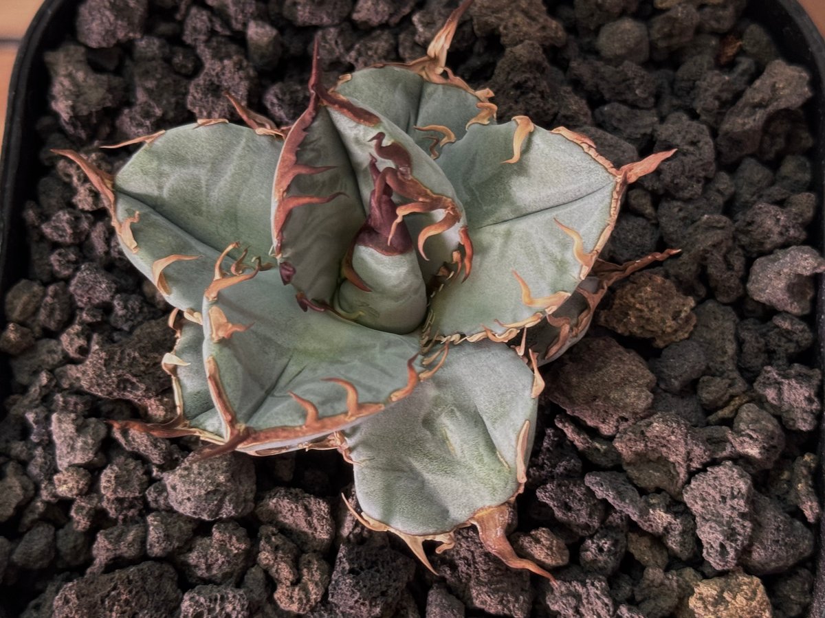 アガベ・チタノタブルー選抜/ナンバーレスβ（芽）-002｜agave