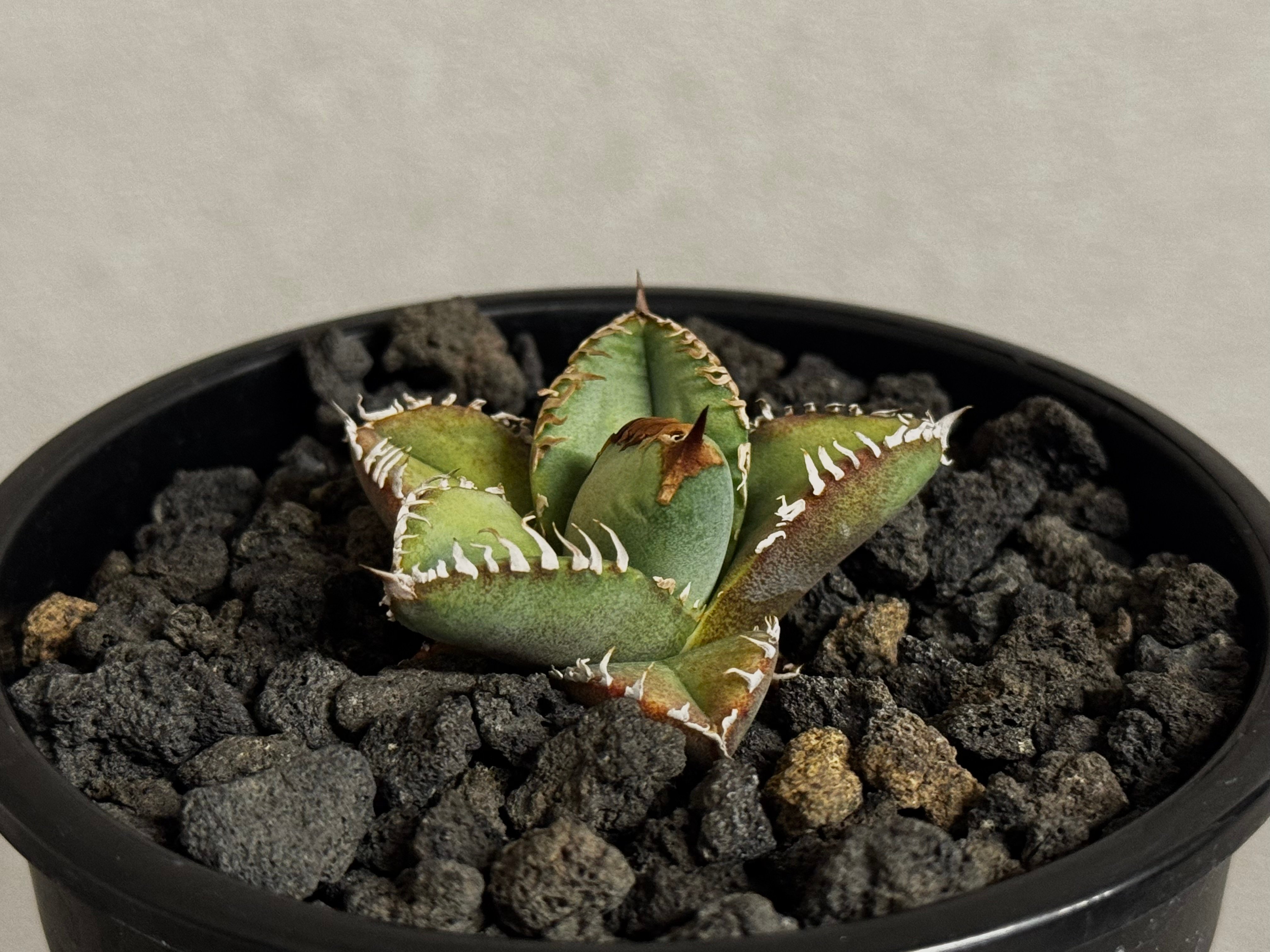 アガベ・チタノタ 麻花（芽）-028｜agave Twist Dragon/Ma Hua |