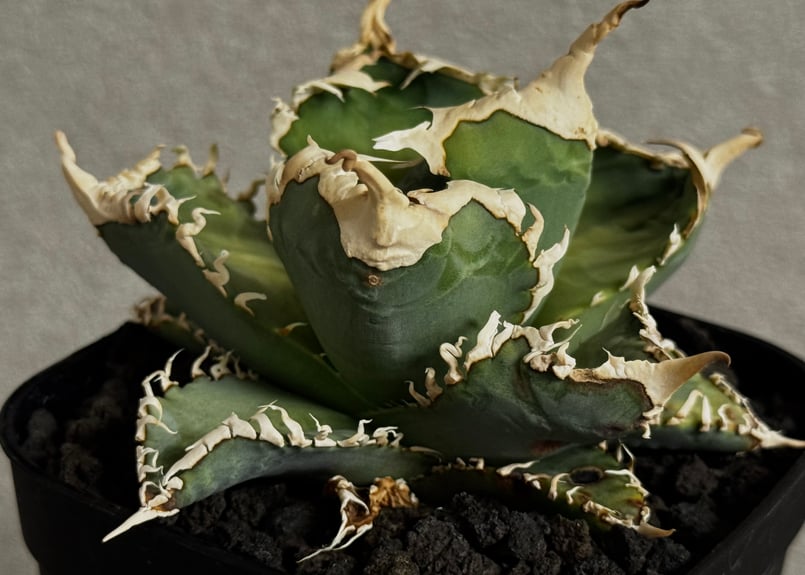 アガベ・チタノタ 白幽霊（小株）-007｜agave titanota white ghost