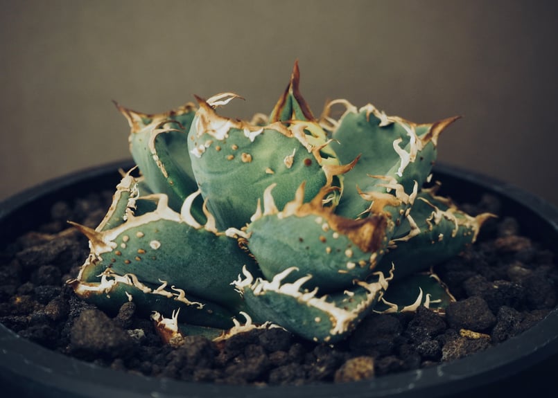 アガベ・チタノタ 麻花(芽)-005|agave Twist Dragon/Ma Hua Lo アガベ・チタノタ 麻花(芽)-005|agave Twist Dragon/Ma Hua Lo
