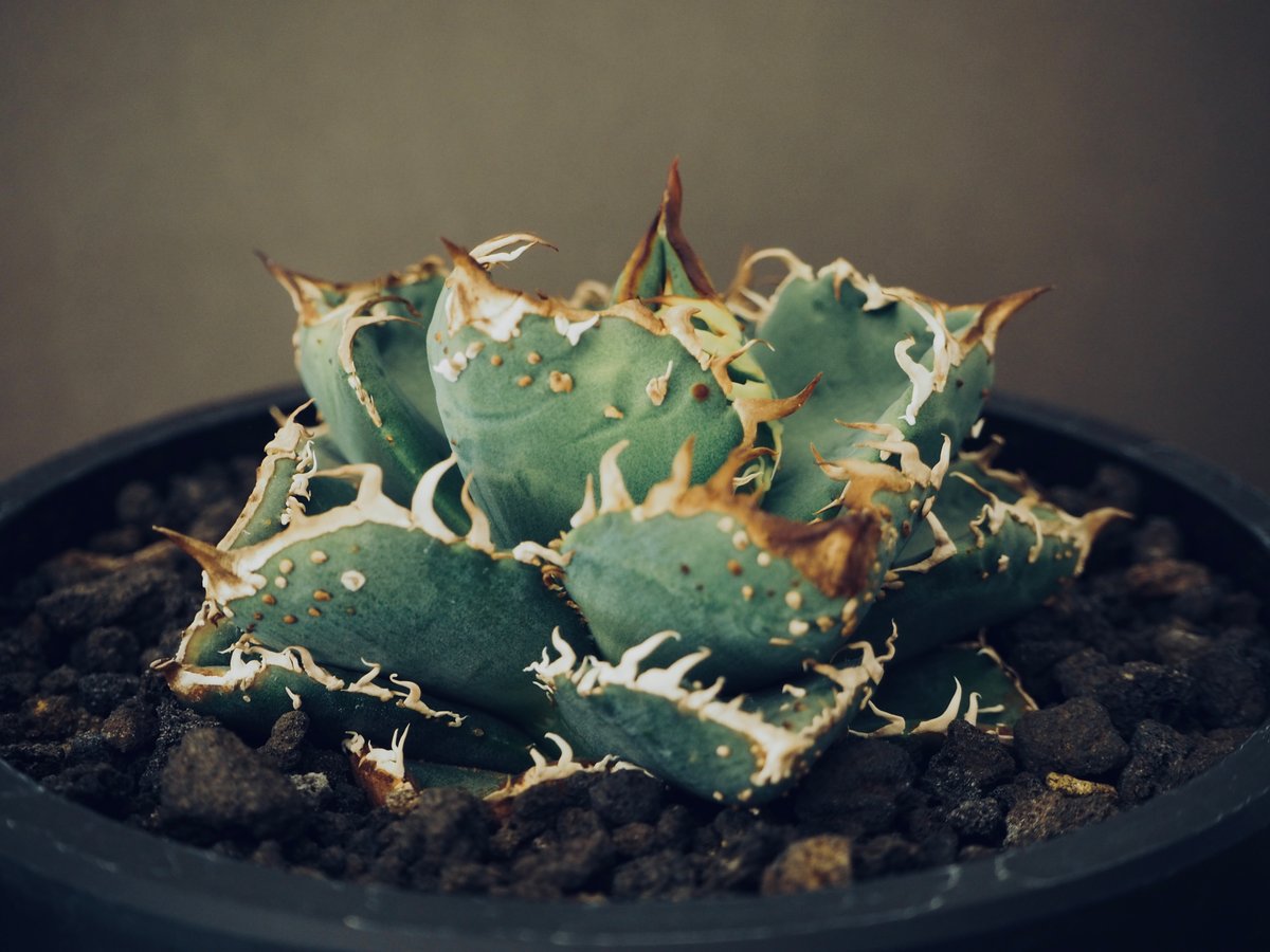 アガベ・チタノタ 麻花(芽)-008|agave Twist Dragon/Ma Hua Lo アガベ・チタノタ 麻花(芽)-008|agave Twist Dragon/Ma Hua Lo