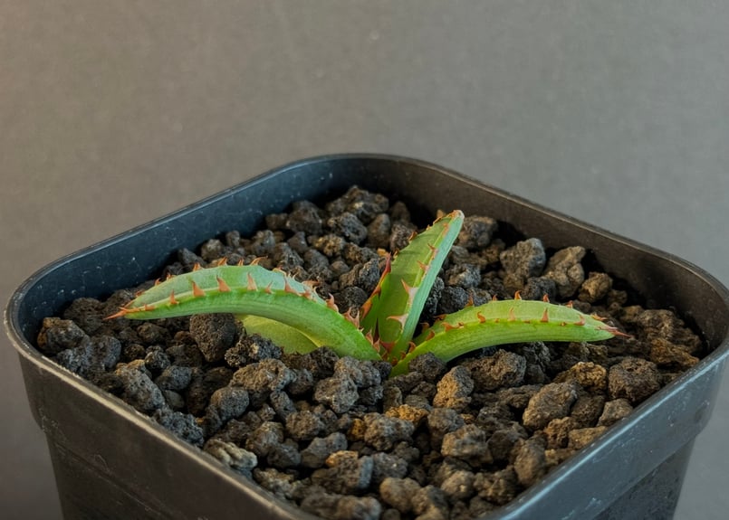 アガベ・チタノタ 萬代 X 厳竜（寛版刺/Lize血統）芽-003｜agave