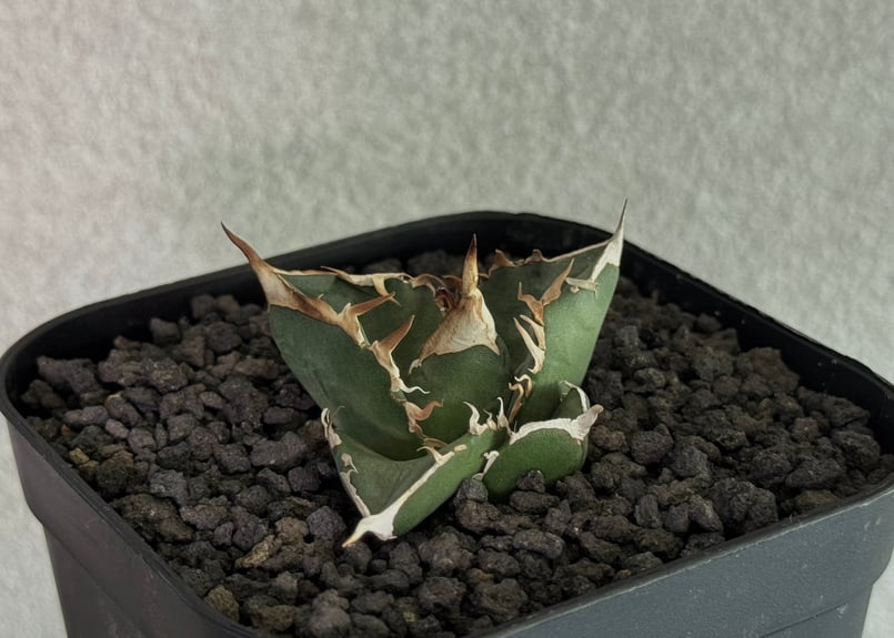 アガベ・チタノタ 中国大白鯊（芽）-005｜agave titanota | Plus_Pla