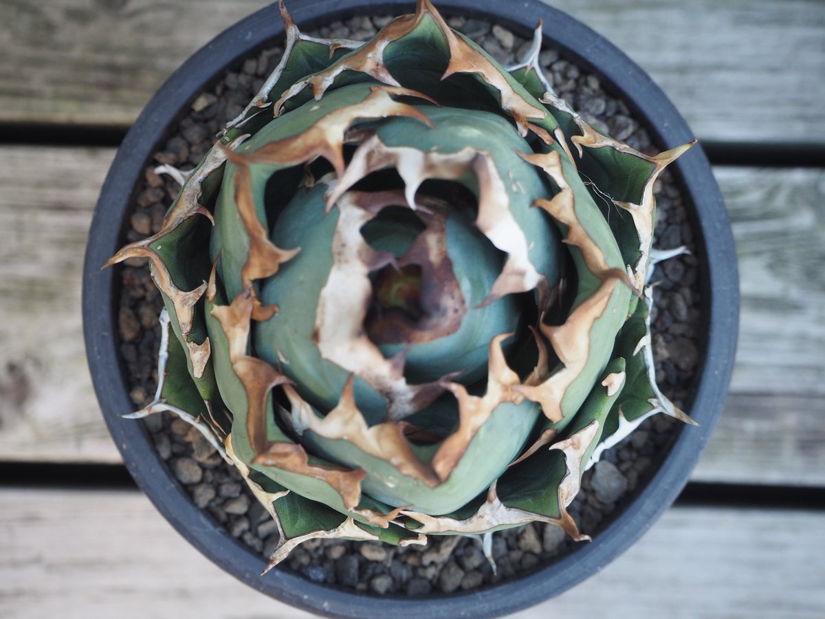 fit=scale-down,w=1200