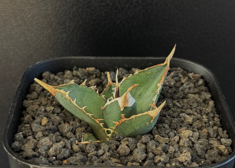 アガベ 3株セット　狼人 阿修羅 緑幽霊 アガベ 3株セット 狼人 阿修羅 緑幽霊 アガベ 3株セット 狼人