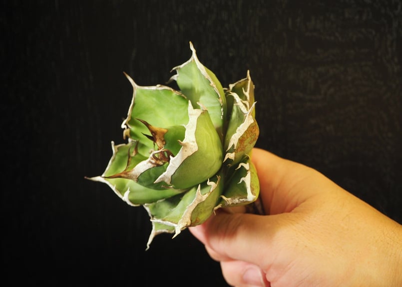 アガベ　チタノタ　鬼爪　ghost claw アガベ チタノタ 鬼爪 / Agave titanota 'Ghost Claw' #1 |