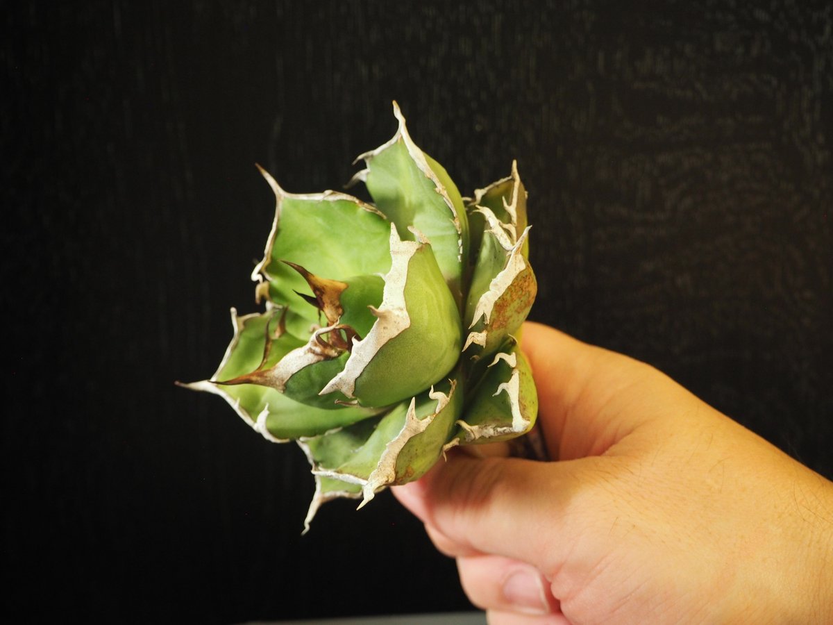 アガベ　チタノタ　鬼爪　ghost claw アガベ チタノタ 鬼爪 / Agave titanota 'Ghost Claw' #1 |
