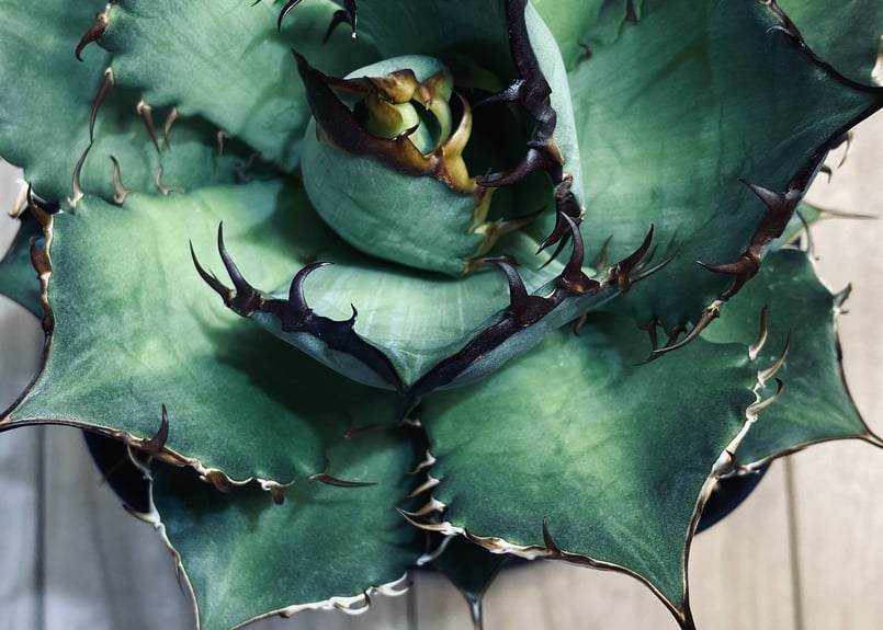 厳選 狂刺ハデス チタノタ アガベ チタノタ “ハデス” 優良血統子株厳選