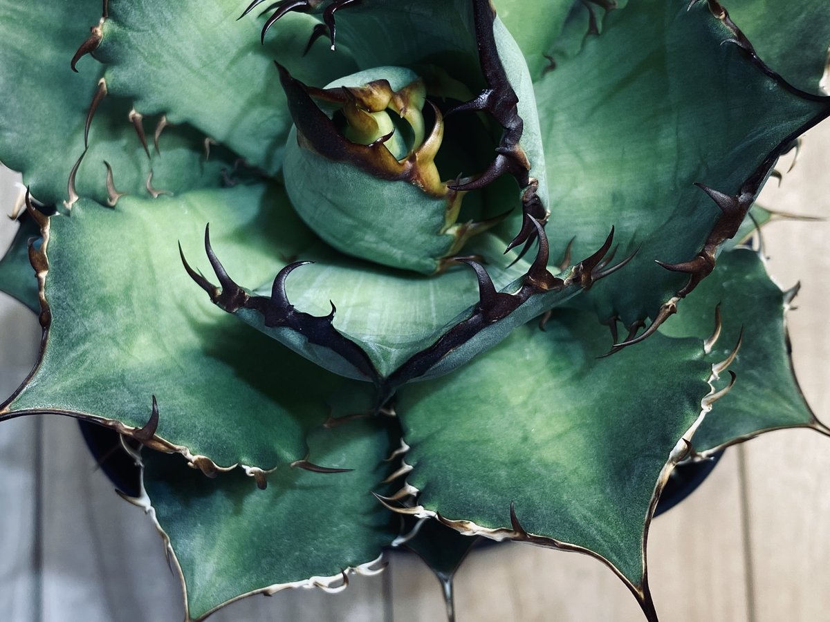 【変異株】新種アガベ 変異株】新種アガベ