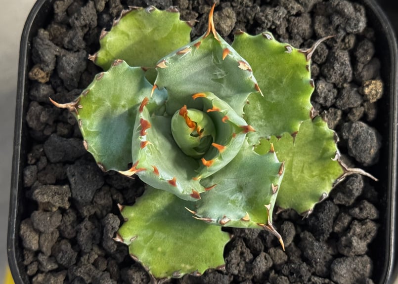 アガベ・姫蠍蟹 (小株)-008｜Agave gypsophila x isthmensis