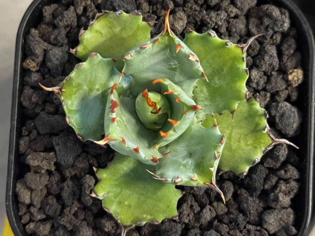 アガベ・姫蠍蟹 (小株)-008｜Agave gypsophila x isthmensis