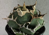 22.アガベ チタノタ 蒼龍 20250816 アガベ・チタノタ 蒼龍(芽)-006｜agave titanota blue