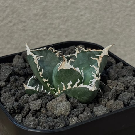 アガベ　南アフリカダイヤモンド錦 アガベ チタノタ 南アフリカダイヤモンド 