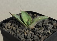 アガベ　蝦蟹 fit=scale-down,w=1200