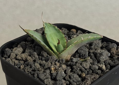 アガベ　大量セット　20株以上 お得セット）アガベ 黒鯨&黒犀牛