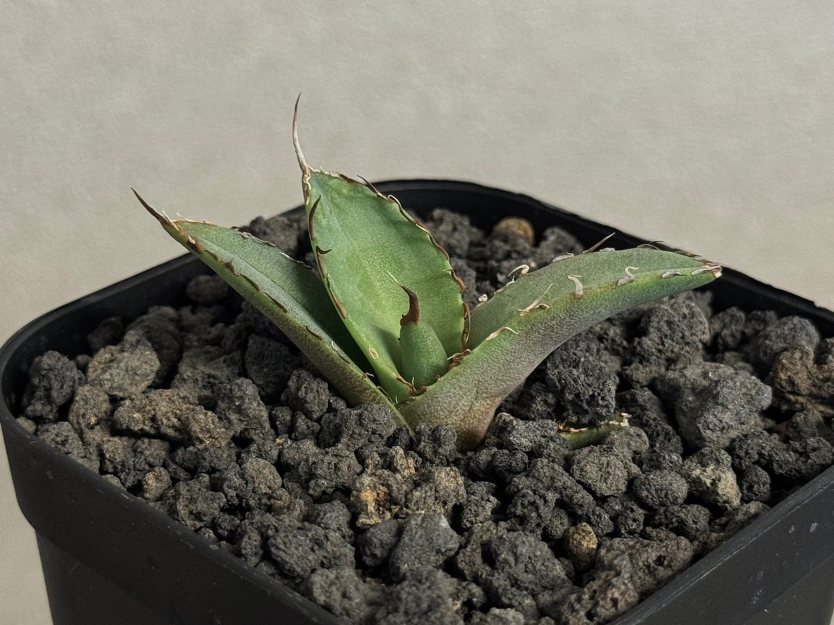 アガベ・チタノタ 黒犀牛（芽）-039｜agave titanota black rhino