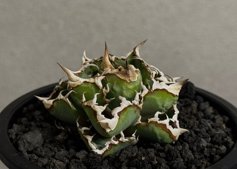 アガベ・チタノタ　清櫻(Lize血統／芽)-005｜agave titanota Queen