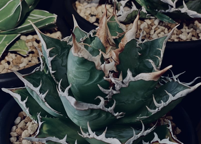 アガベ チタノタ 海王 (Agave Titanota Kaio)