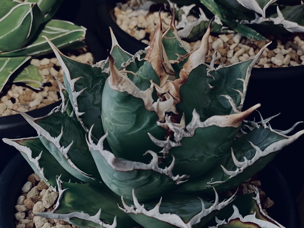 アガベ・チタノタ 海王（小株）-003｜agave titanota sea king