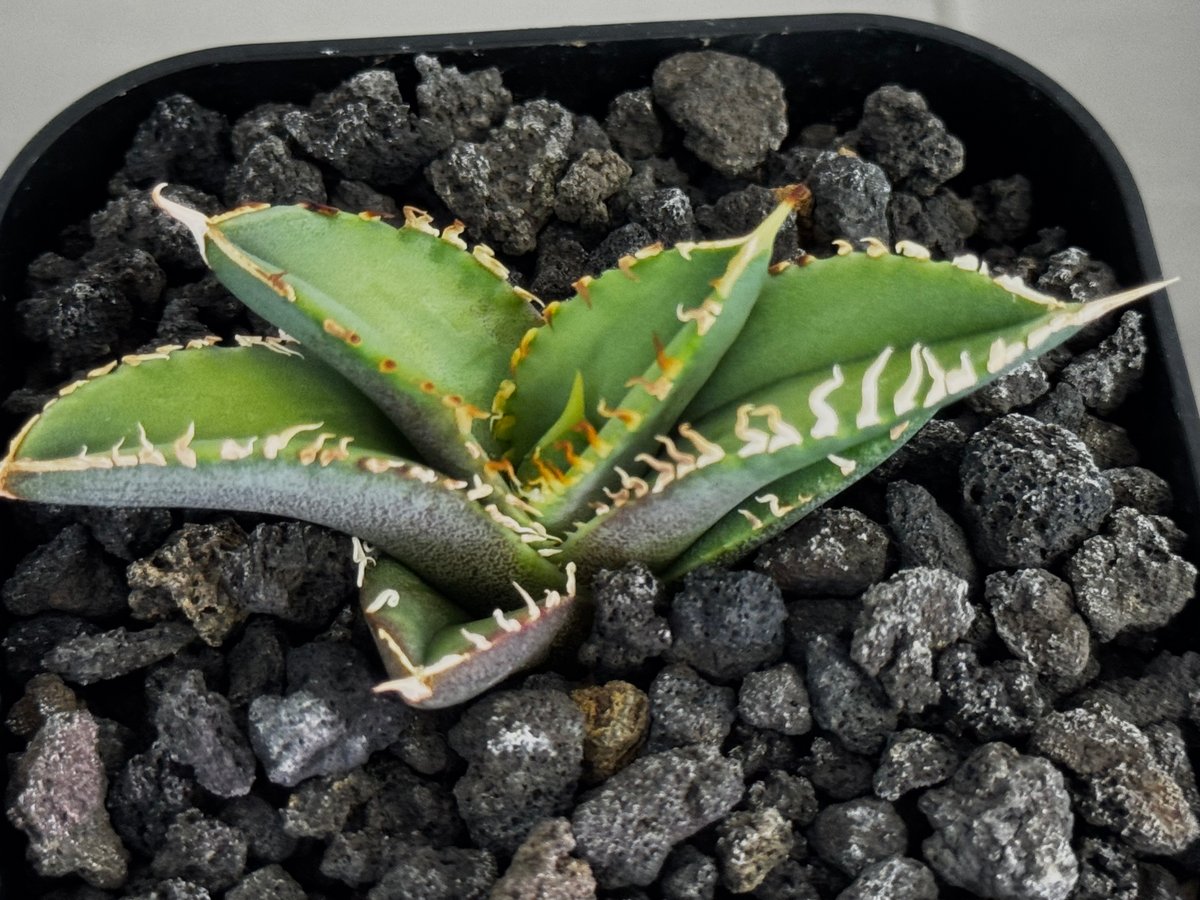 アガベ・チタノタ CJ-Special（芽/※孫株）-017｜agave titanota C