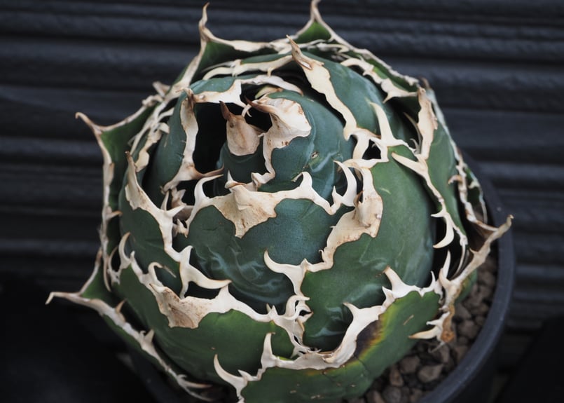 半*ス様 【親株】白鯨　アガべ　チタノタ　現物　ボール状 アガベ・チタノタ白鯨（ボールタイプ）大-072｜agave titanota white wh