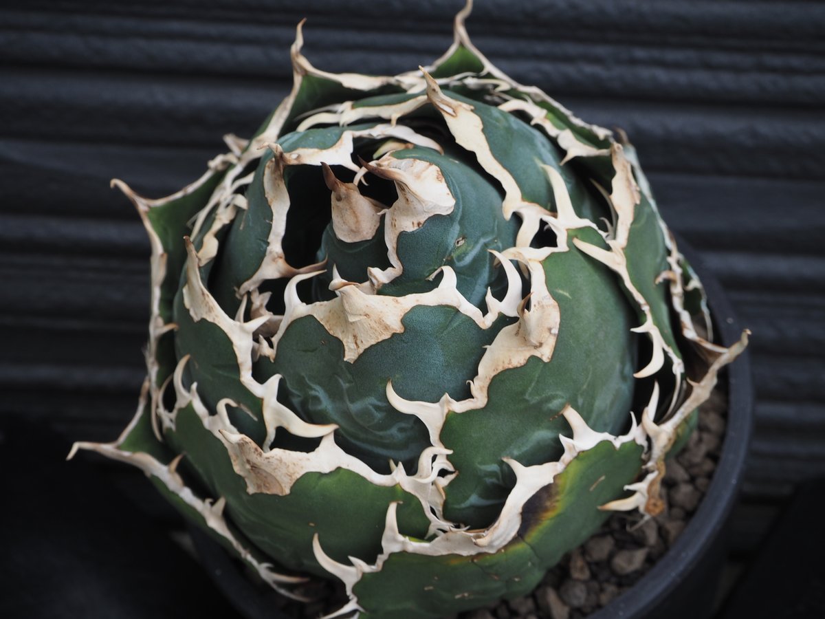 アガベ・チタノタ白鯨(ボールタイプ)大-072|agave titanota アガベ・チタノタ白鯨(ボールタイプ)大-072|agave titanota