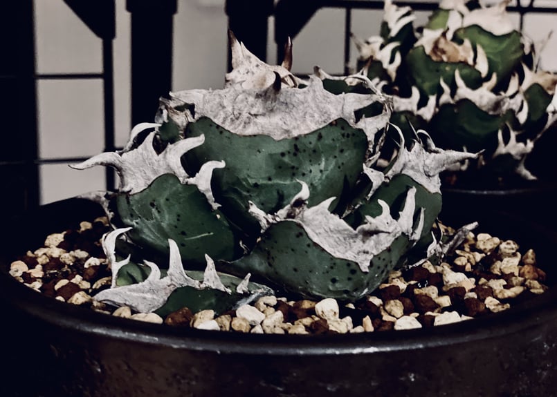 アガベ チタノタ SAD 南アフリカダイヤモンド agave titanota 
