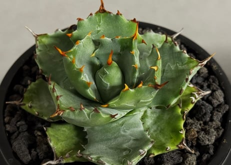 アガベ・姫蠍蟹 (小株)-011｜Agave gypsophila x isthmensis