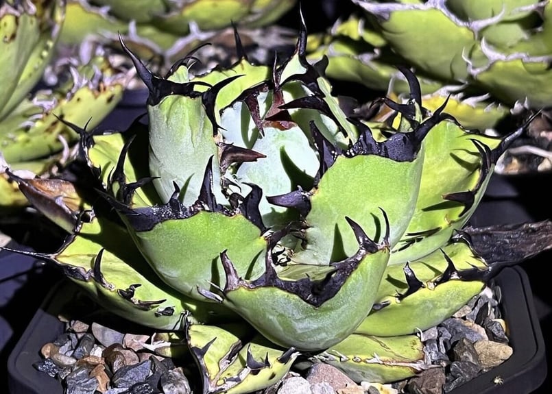 アガベ・チタノタ 黒鯨（芽）-003｜agave titanota black whale |