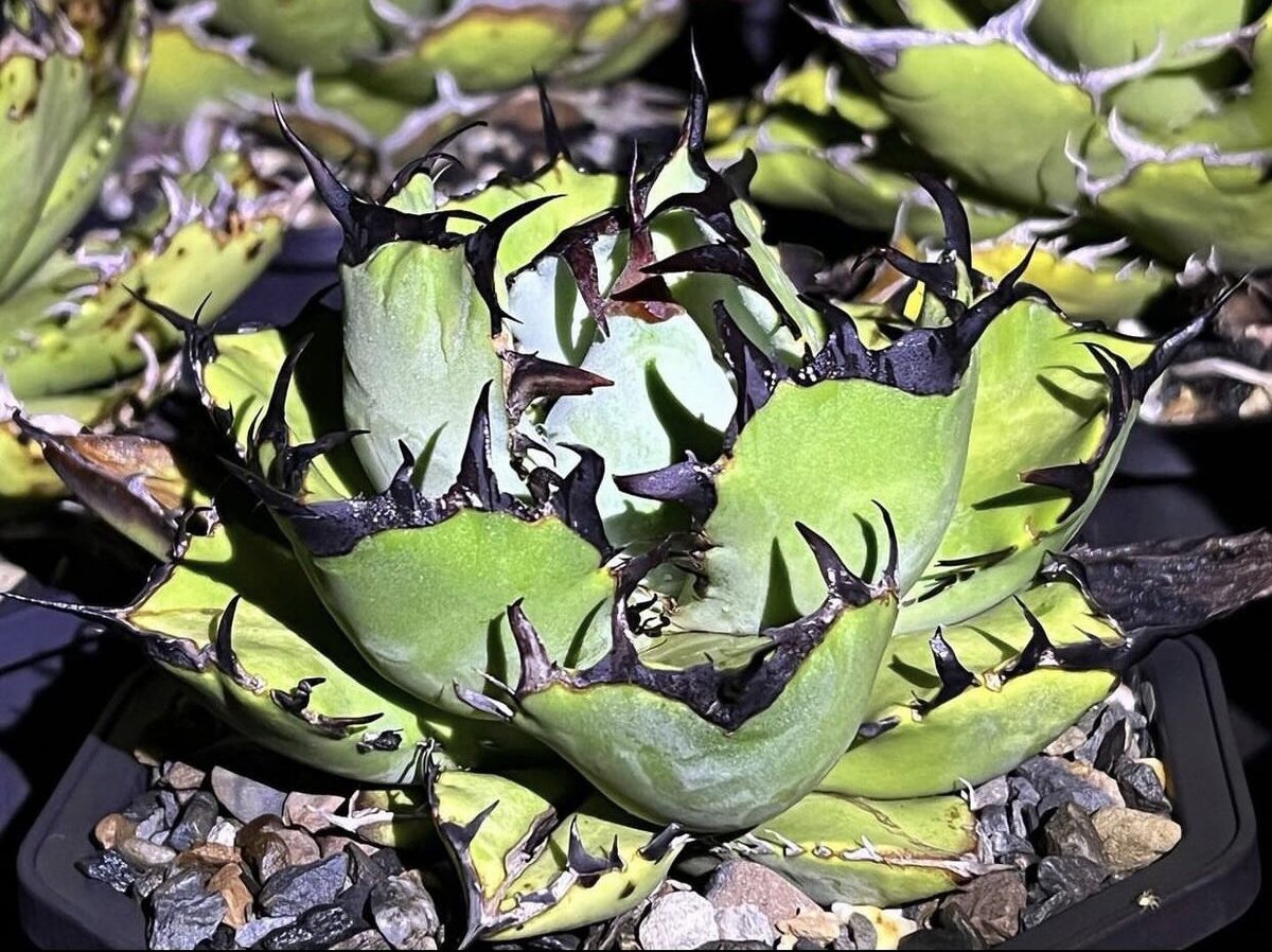 アガベ・チタノタ 黒鯨(芽)-001|agave titanota black whale |...