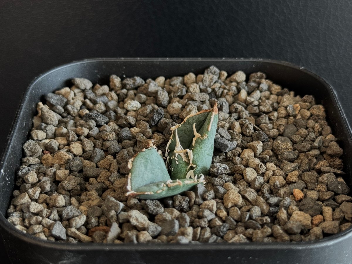 アガベ・チタノタ 繁星(芽)-023|agave titanota star‐studded アガベ・チタノタ 繁星(芽)-023|agave titanota star‐studded