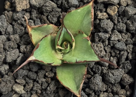 アガベ・チタノタ ハデス (黒帝斯) 芽-041｜agave titanota hades
