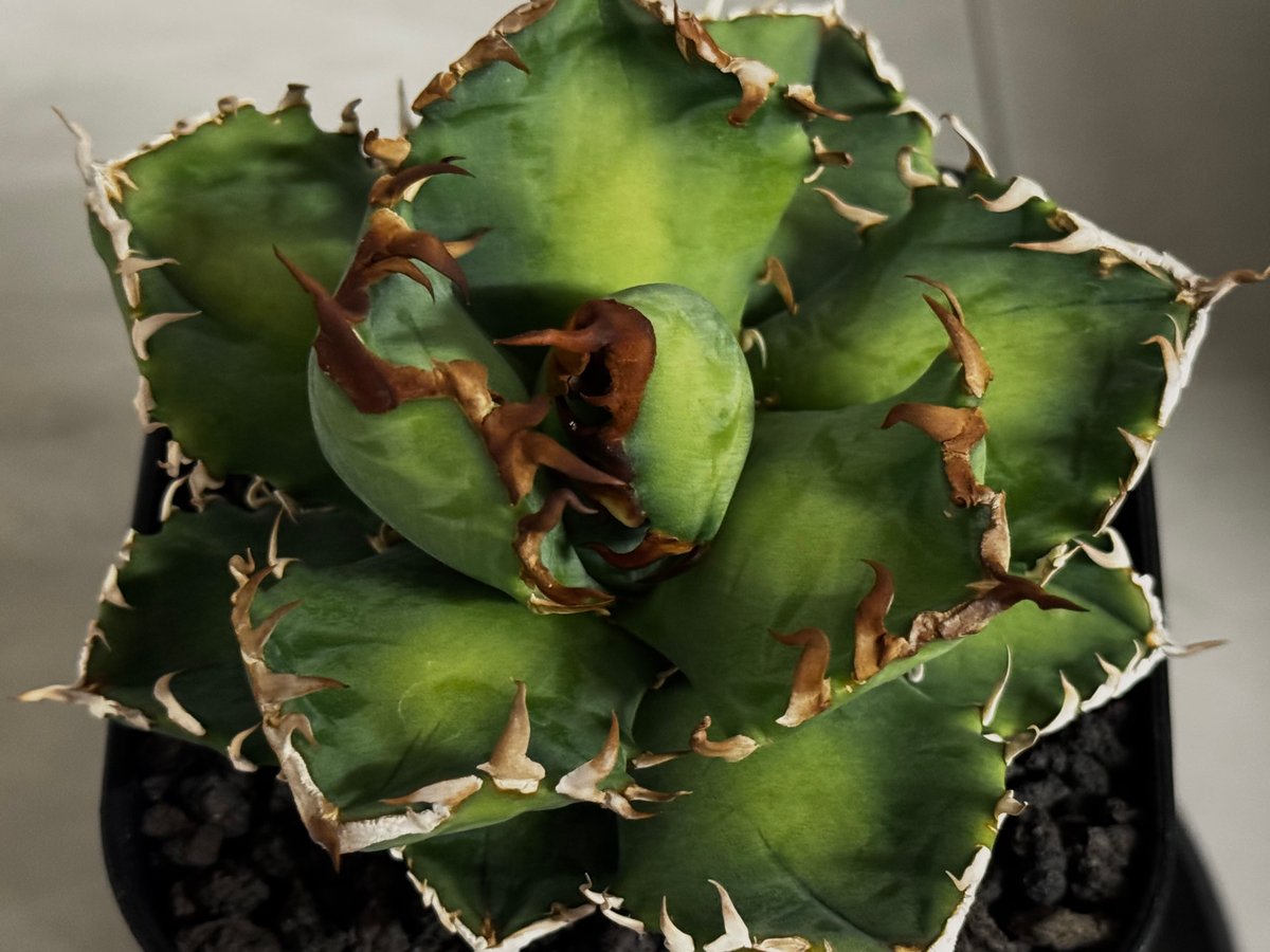 アガベ・チタノタ 徳尔塔(小株)-007｜agave titanota Delta | Plu