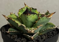 アガベ・チタノタ 流星(台湾Lize産)-002｜agave titanota Meteor