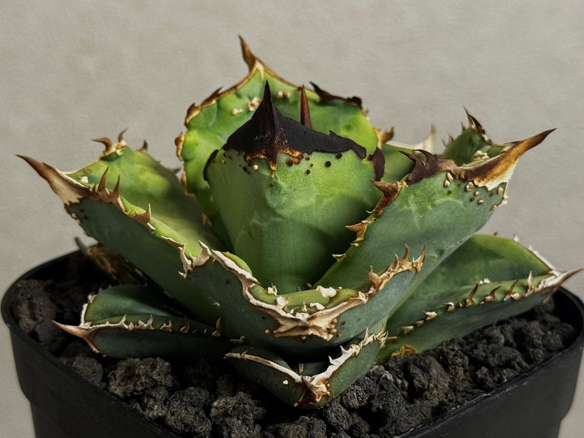 ★発根活着済安定株★鰐亀★　アガベ　チタノタ　スタッズ　鰐亀　② アガベ・チタノタ 鰐亀(小株)-023｜agave titanota alligator sn