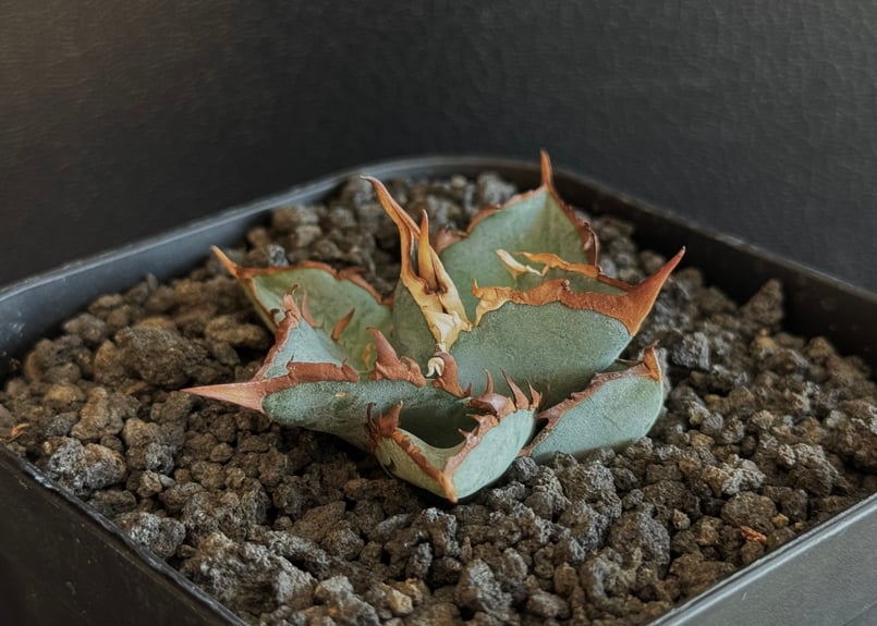 アガベ・チタノタブルー選抜/L18（芽）-005｜agave titanotablue_L18