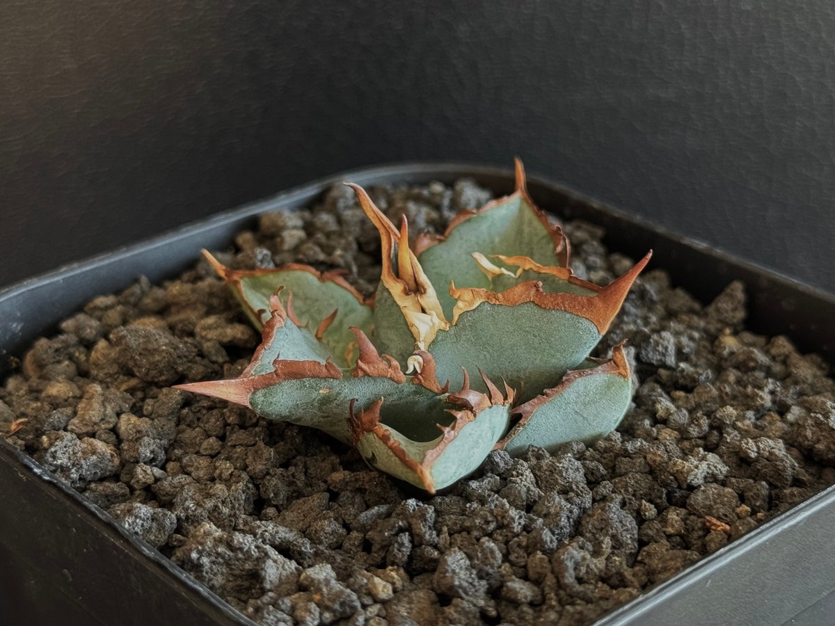 アガベ・チタノタブルー選抜/L18（芽）-005｜agave titanotablue_L18