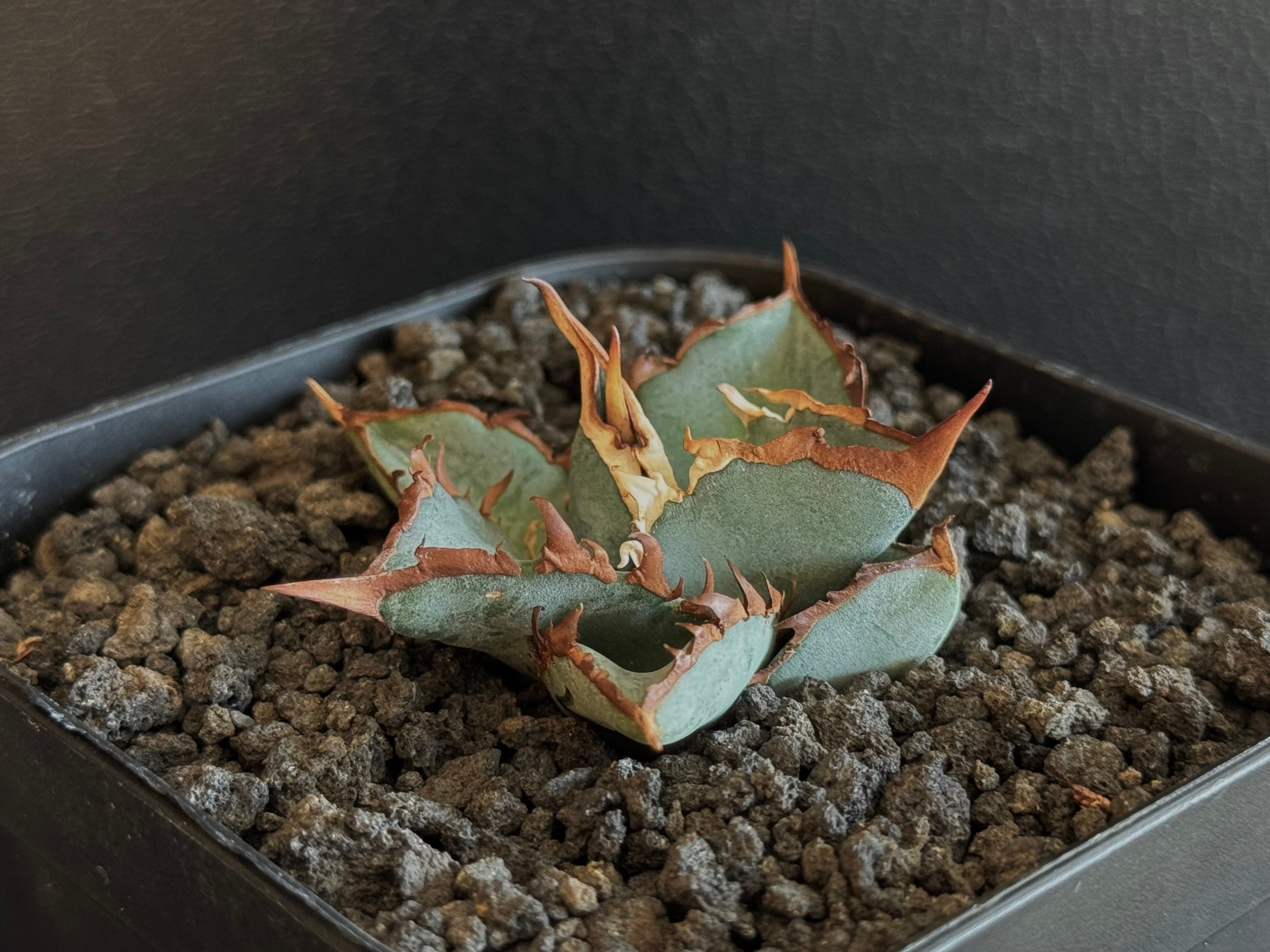 アガベ・チタノタブルー選抜/L18（芽）-005｜agave titanotablue_L18