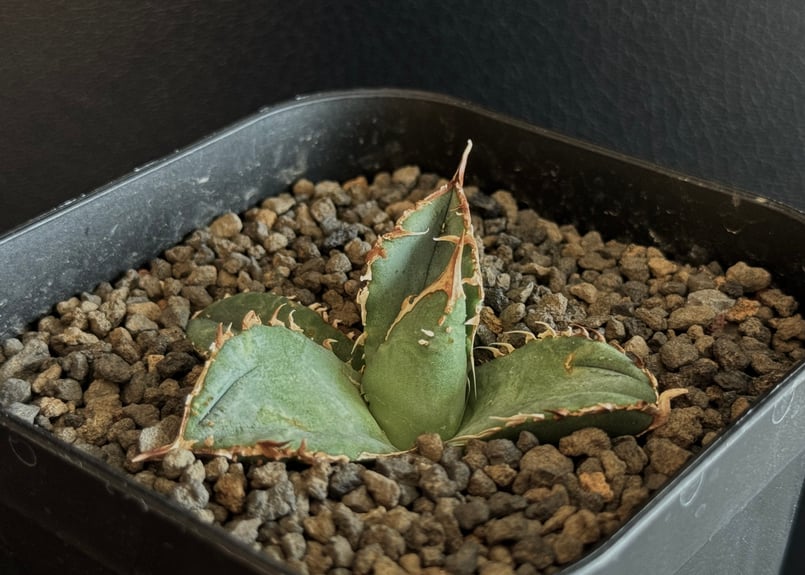 速達すー アガべ チタノタ 白幽霊‼️+鰐亀 CATEGORY Titanota White ghost｜白幽霊 | Plus_Plants