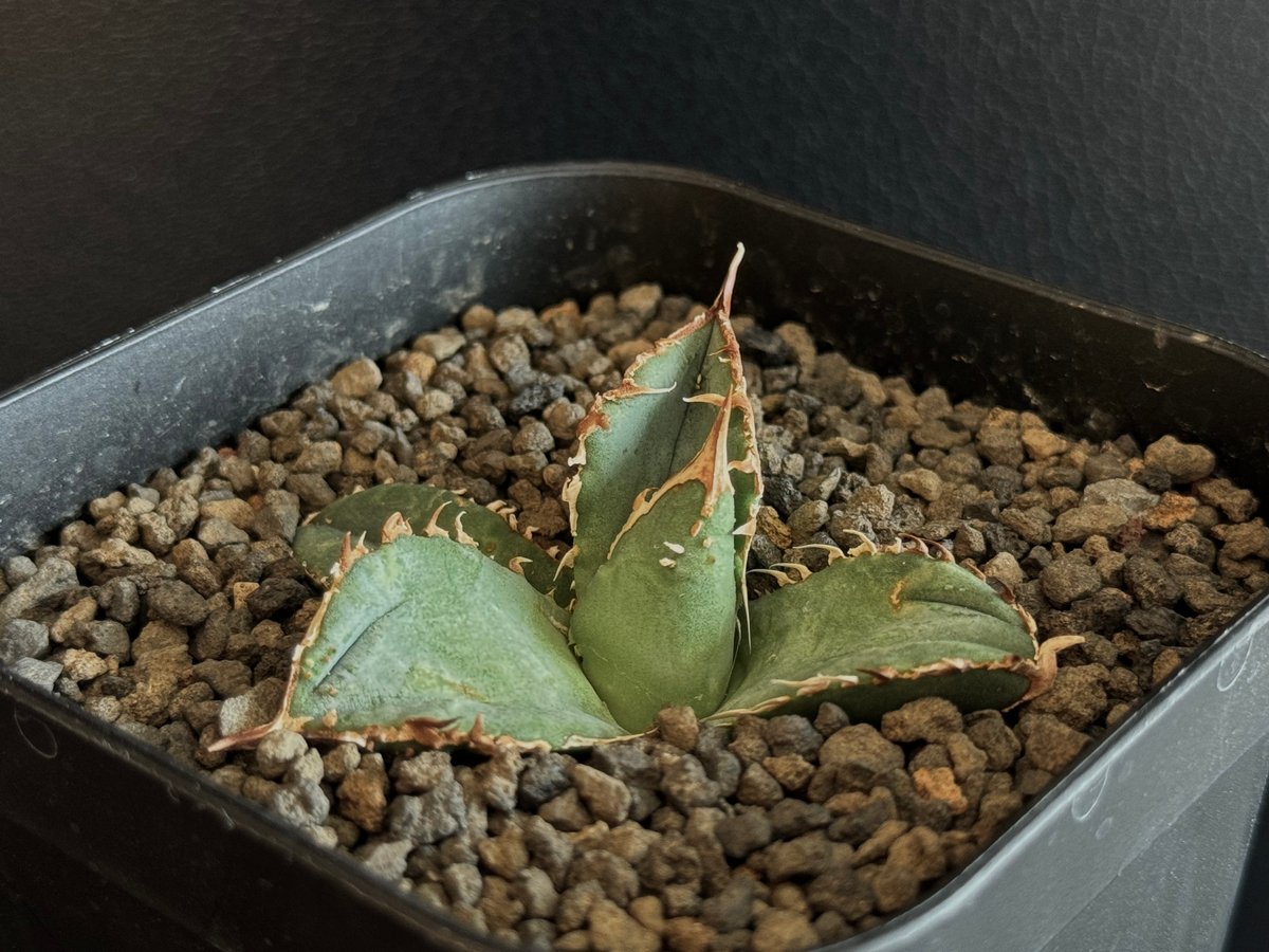 速達すー アガべ チタノタ 白幽霊‼️+鰐亀 アガベ・チタノタ 白幽霊（芽）-005｜agave titanota white
