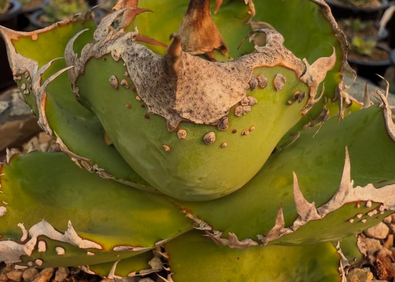 アガベ・チタノタ 星空（芽）-002｜agave titanota starry sky |