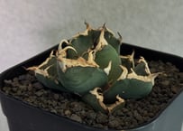 アガベ・チタノタ 大白鯊／Lize血統（芽）-005｜agave titanota