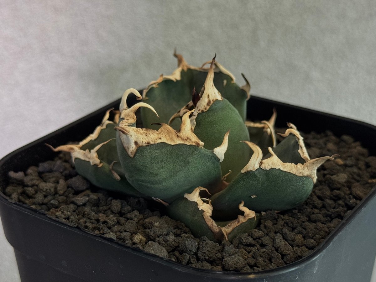 アガベ・チタノタ ミーンストリーク(芽)-001｜agave titanota Mean St