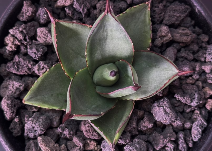 アガベ・笹の雪×イシスメンシス ハイブリッド（芽）-005｜ agave