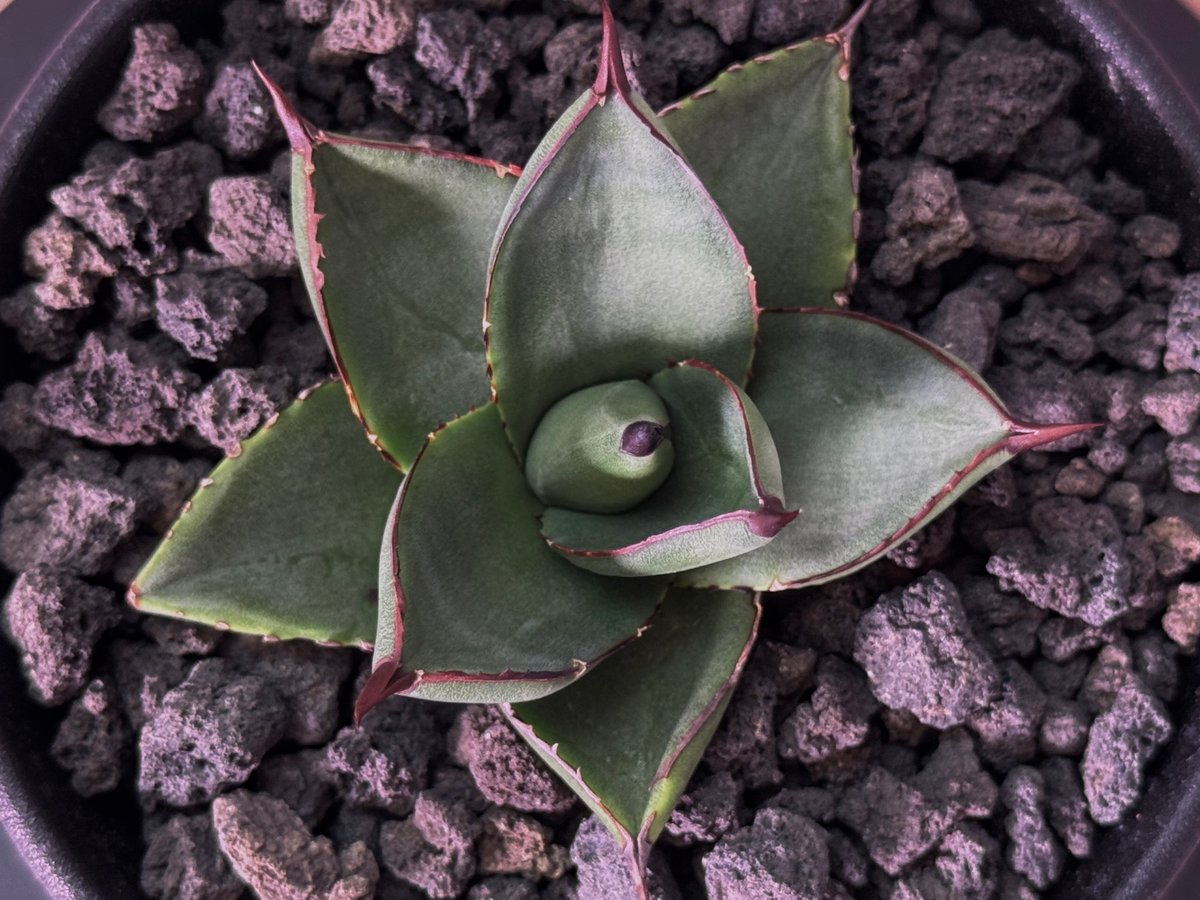 C1 アガベ　ユタエンシスx笹の雪　ハイブリッド　交配種 アガベ・笹の雪×イシスメンシス ハイブリッド（芽）-005｜ agave